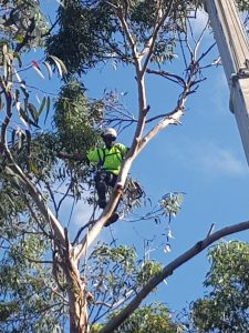 Tree removal North shore, tree services northern beaches