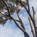 Northern Beaches DEAD WOODING AND TREE FELLING