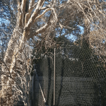 DEAD WOODING AND TREE FELLING in Sydney