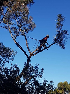 cheapest northern beaches tree removal service