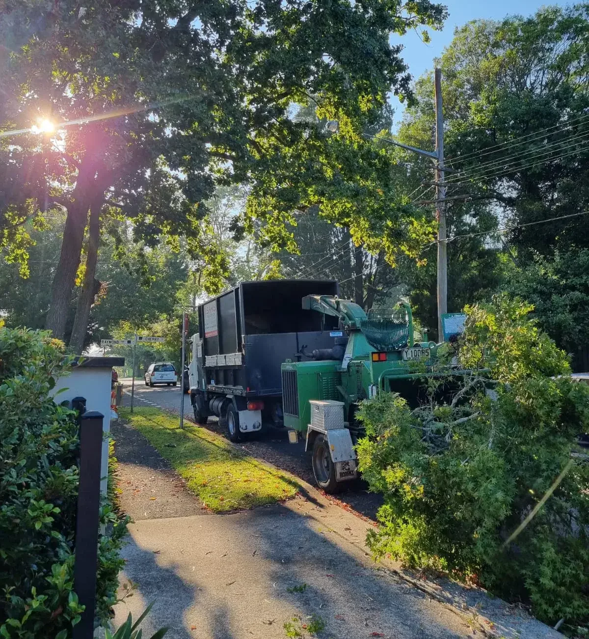 Tree removal North shore, tree services northern beaches