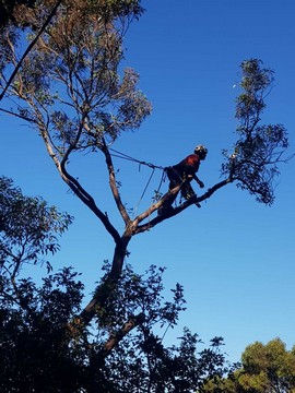 Sam's Tree Removal Services North Shore