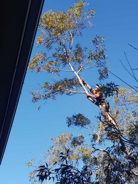 ARBORICULTURE MAINTENANCE