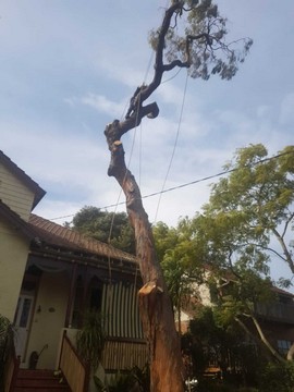 DEAD WOODING AND TREE FELLING