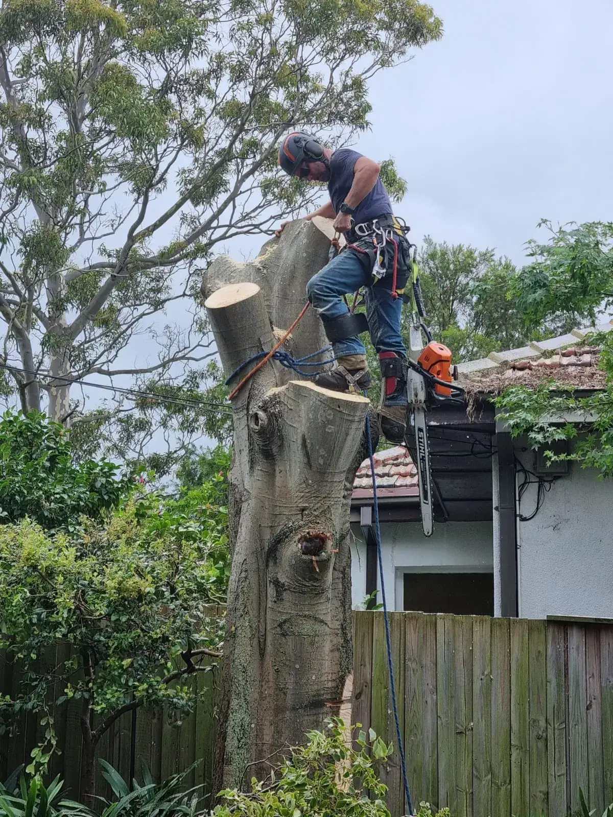 Tree removal North shore, tree services northern beaches