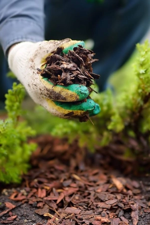 cheapest northern beaches tree Mulching service