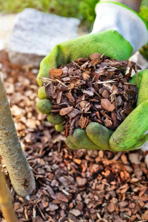 cheapest northern beaches tree Mulching service